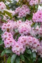 RhododendronÃÂ `Gabriele Liebig` with bell-shaped pink-white flowers